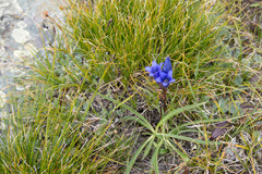 Gentiana decumbens