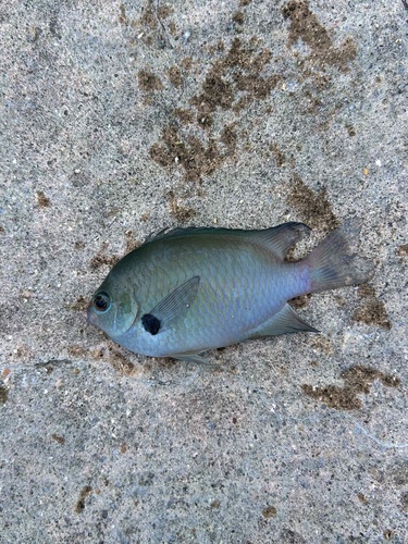 Alexander's damsel (Pomacentrus alexanderae) — Pomacentridae — 3