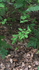 Lonicera canadensis