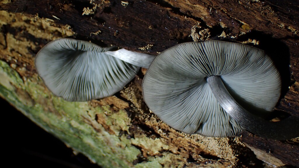 Pluteus velutinornatus · March 2025 · photo: © henry_id (iNaturalist, cc-by)