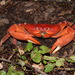 East Pacific Land Crab - Photo (c) Norma Castillo, some rights reserved (CC BY-NC-ND), uploaded by Norma Castillo