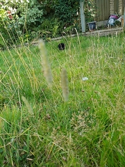 Phleum pratense