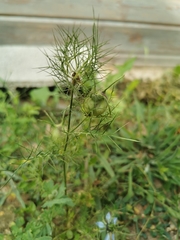 Nigella damascena