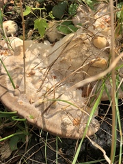 Fungi