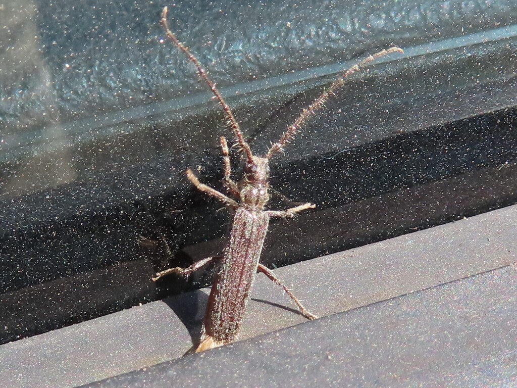 Ambeodontus pilosus