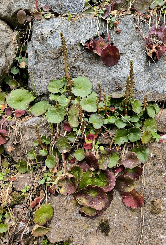 Intermediate Navelwort