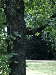 Sciurus vulgaris