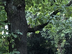 Sciurus vulgaris