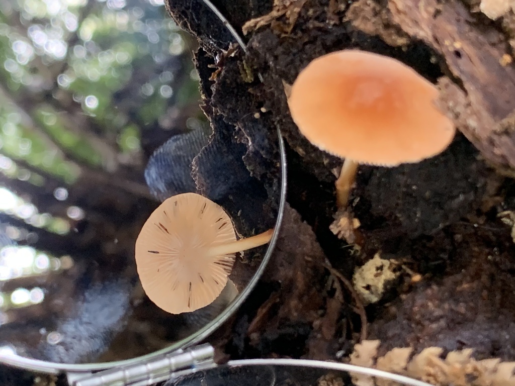 Marasmius elegans · March 2025 · photo: © celadonfern (iNaturalist, cc-by)