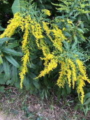 Solidago canadensis