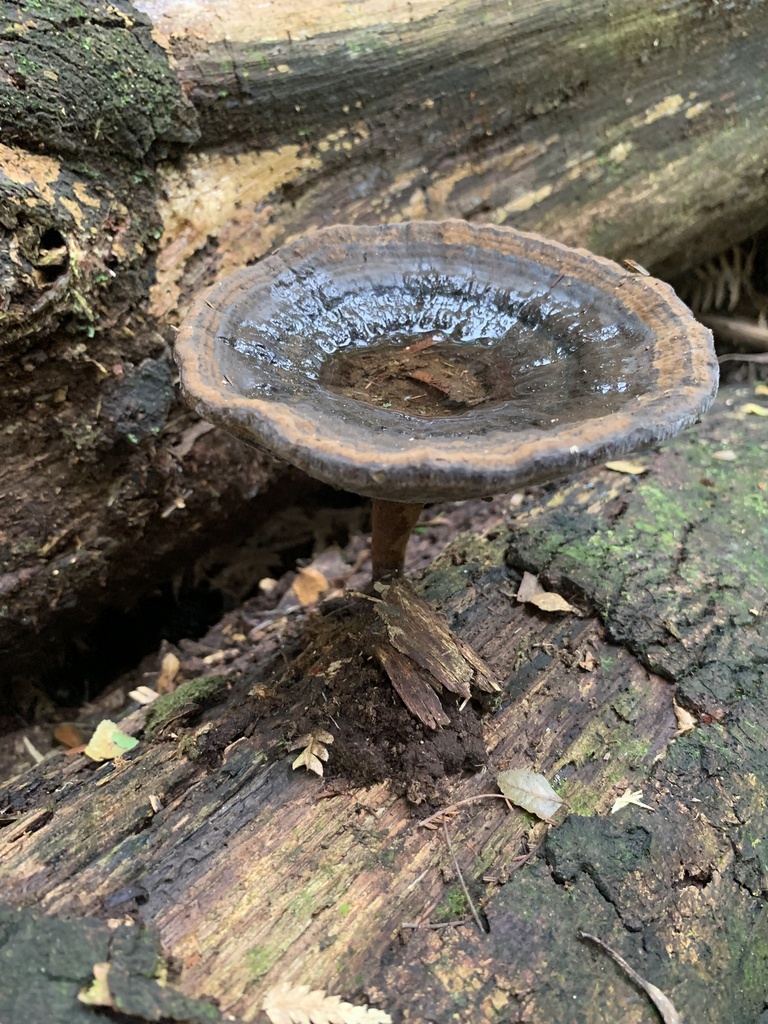 Sanguinoderma rude · March 2025 · photo: © celadonfern (iNaturalist, cc-by)