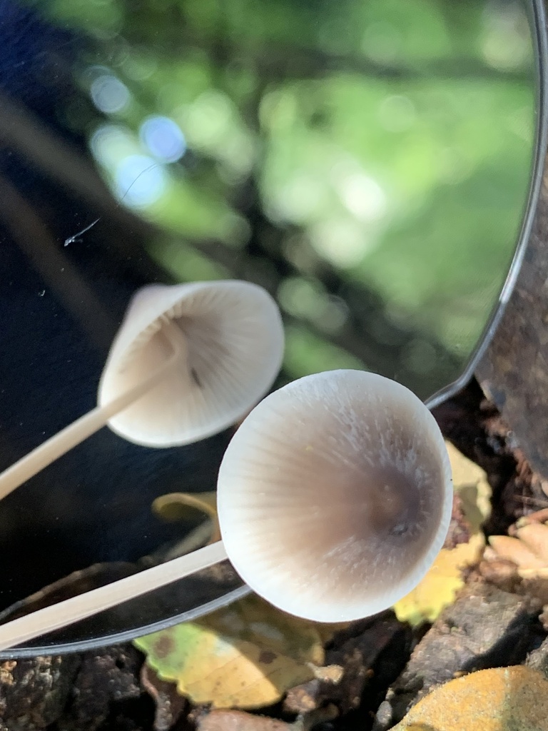 Mycena austrofilopes · March 2025 · photo: © celadonfern (iNaturalist, cc-by)