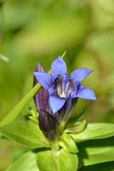 Gentiana dschungarica
