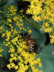 Apis mellifera