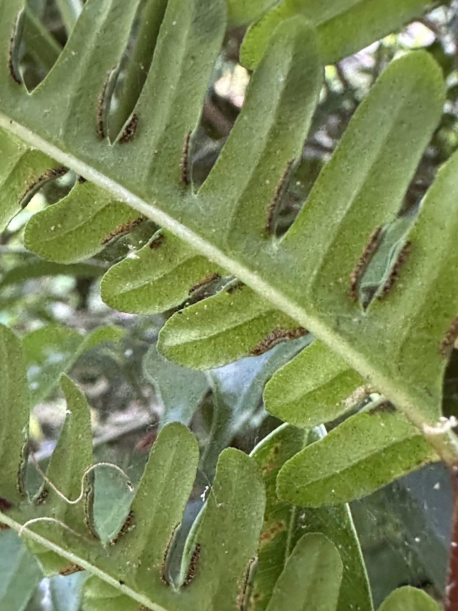 Pteris tripartita (Pteris tripartita)