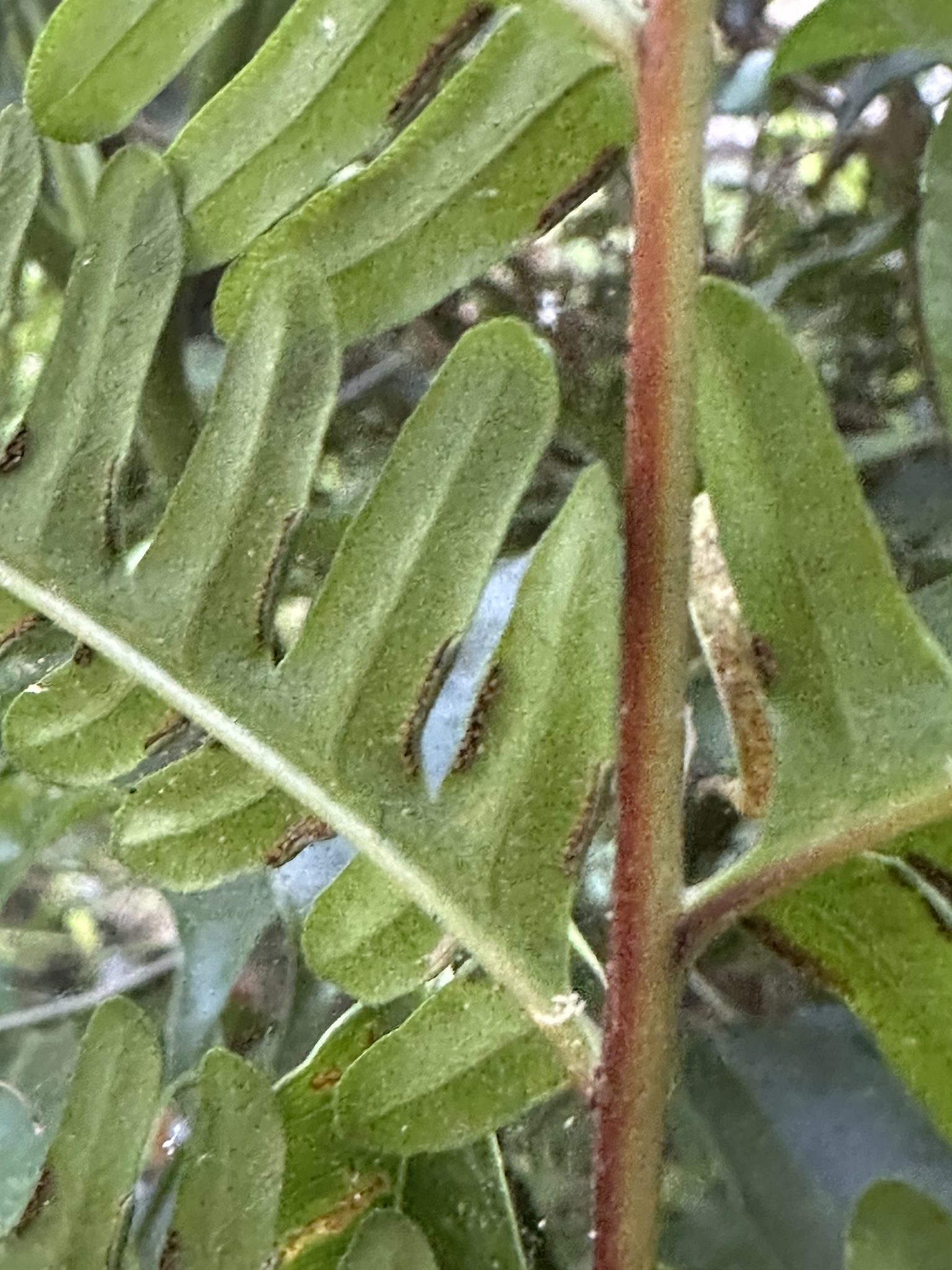 Pteris tripartita — ảnh 2