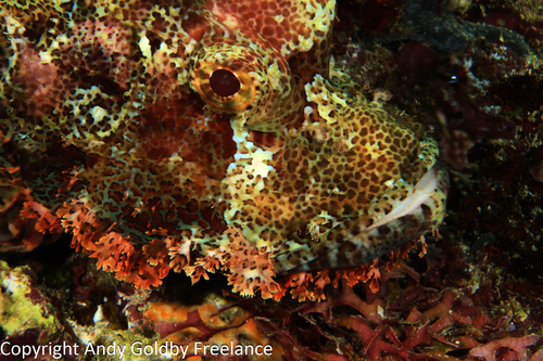 Poss' Scorpionfish — seen at this dive site
