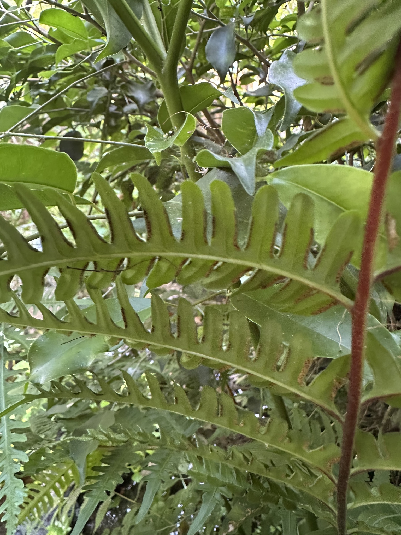 Pteris tripartita — ảnh 3