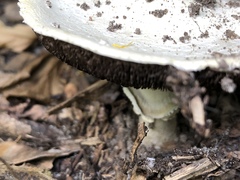 Agaricus