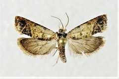 Eucosma ornatula