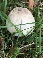 Agaricus