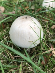 Agaricus