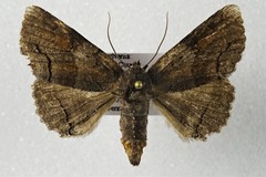 Zale submediana