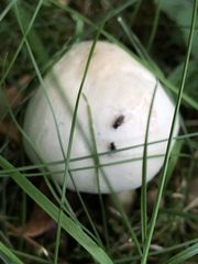 Agaricus