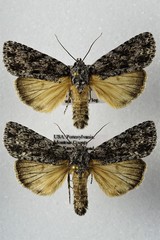 Acronicta hamamelis