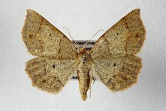 Metarranthis amyrisaria