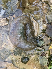 Pectinatella magnifica