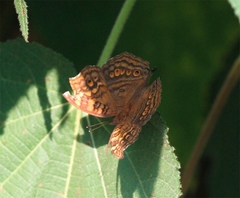 Junonia chorimene