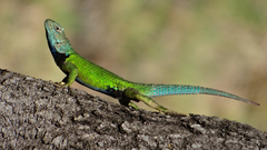 Sceloporus formosus