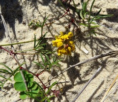 Rhynchosia ferulifolia