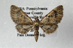Eupithecia peckorum