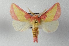 Hyparpax aurora
