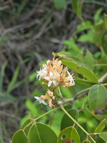 Connarus semidecandrus observed 2025-03-29