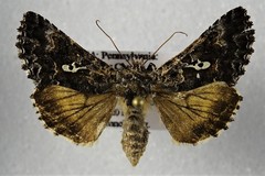 Syngrapha alias