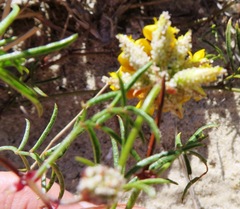 Rhynchosia ferulifolia