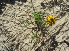 Rhynchosia ferulifolia