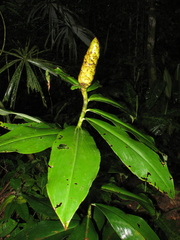 Costus nitidus