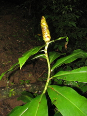 Costus nitidus