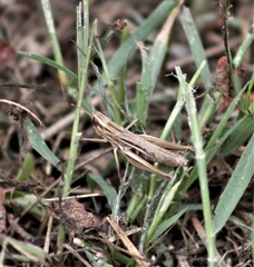 Euchorthippus elegantulus