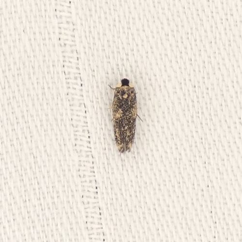 American Chestnut Moth photo 4