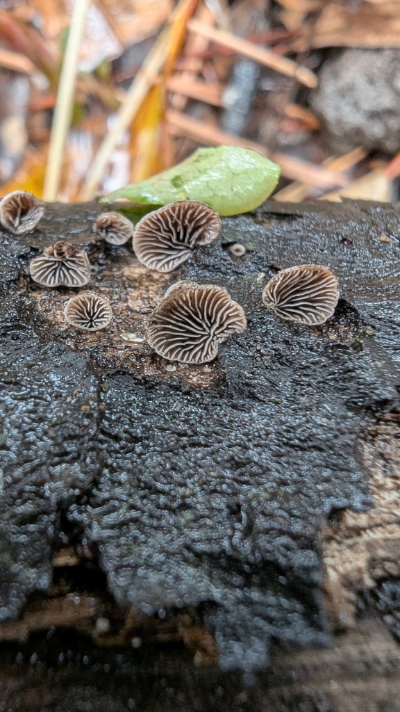 Resupinatus applicatus · March 2025 · photo: © atsushi_nakajima_cirque (iNaturalist, cc-by)