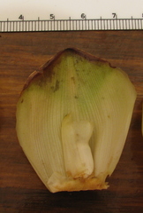 Costus nitidus