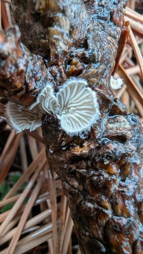 Schizophyllum commune