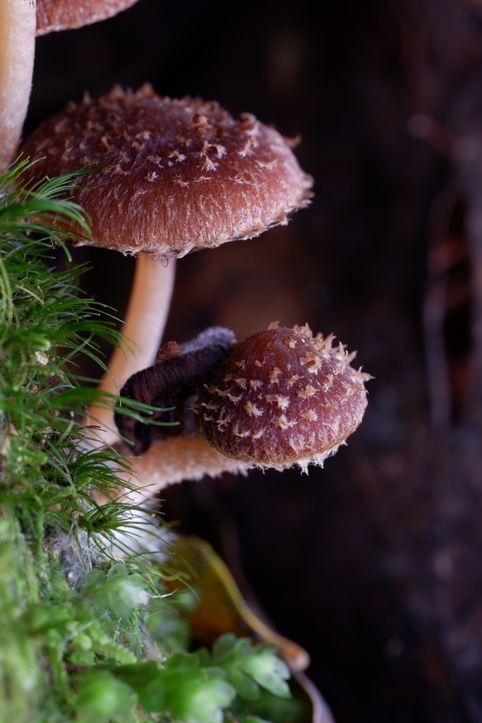 Psathyrella echinata