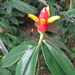 Costus nitidus - Photo (c) Dave Skinner, some rights reserved (CC BY-NC), uploaded by Dave Skinner