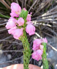Erica excavata